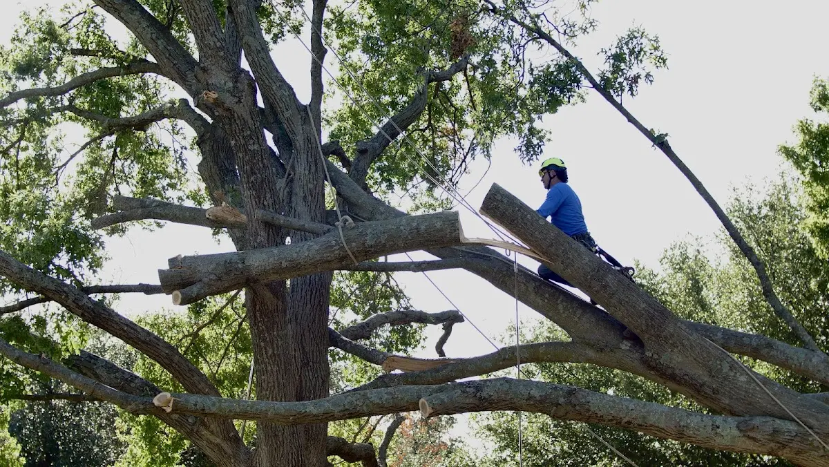 Professional Crown Thinning performed by certified arborists in Comptche